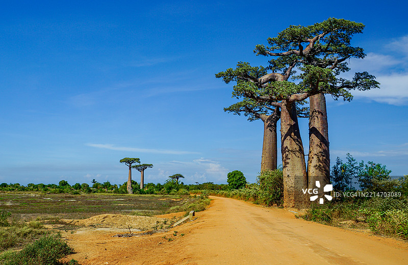 马达加斯加岛上泥土路旁著名的美丽猴面包树图片素材