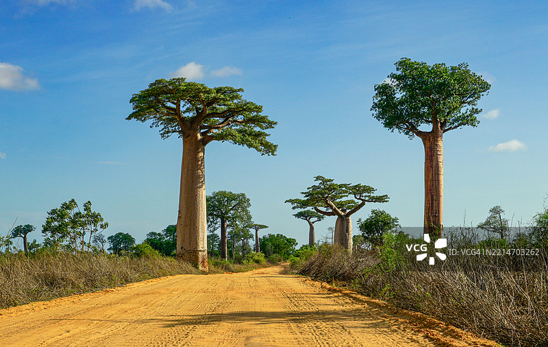 马达加斯加岛上泥土路旁著名的美丽猴面包树图片素材