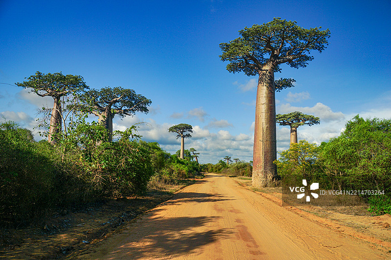 马达加斯加岛上泥土路旁著名的美丽猴面包树图片素材