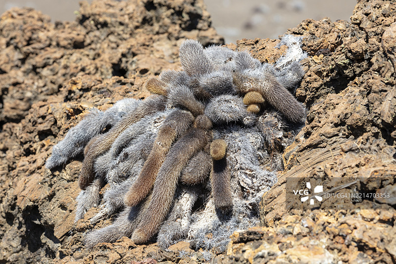 巴哈基塞鲁斯·内西奥提库斯（仙人掌科），巴托洛梅岛，厄瓜多尔，加拉帕戈斯，南美洲图片素材