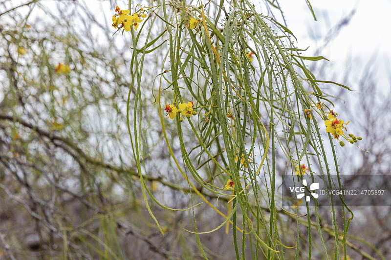 耶路撒冷刺槐（Parkinsonia aculeata），圣克里斯托瓦尔，加拉帕戈斯，厄瓜多尔，南美洲图片素材