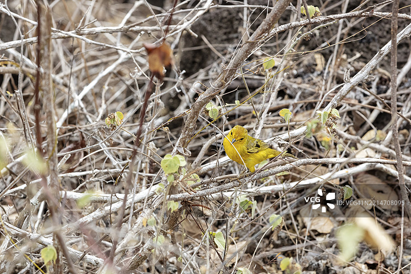 金色黄鹂（Setophaga petechia），圣克里斯托瓦尔，加拉帕戈斯，厄瓜多尔，南美洲图片素材