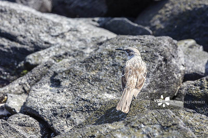 加拉帕戈斯嘲鸫（Mimus parvulus，别名：Nesomimus parvulus），加拉帕戈斯，厄瓜多尔，南美洲图片素材