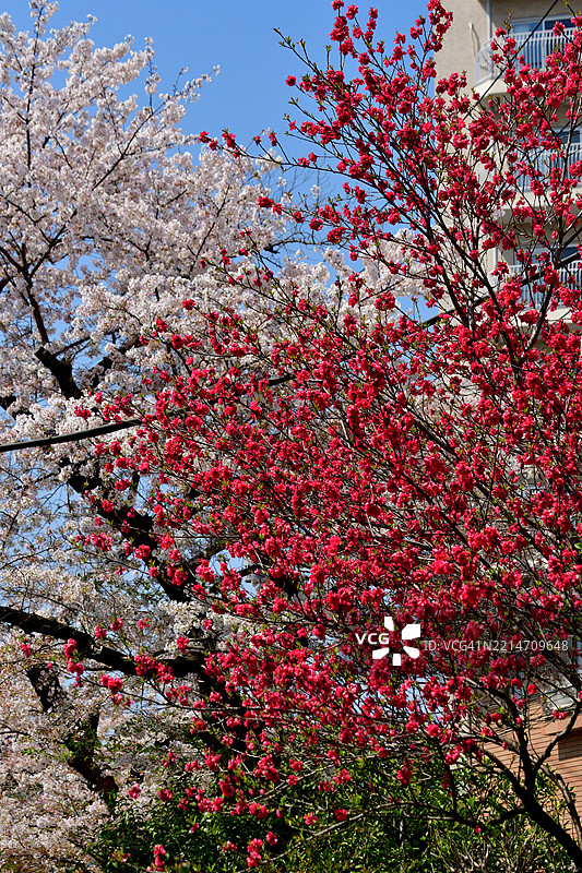 桃花：红色、粉色和白色图片素材
