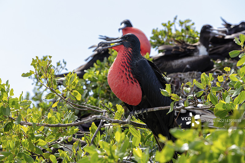 军舰鸟（Fregatidae，Fregata），哥伦比亚，罗萨里奥群岛，南美洲图片素材