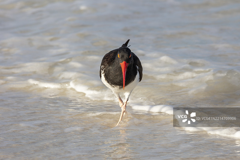 棕披肩海鸥(Haematopus palliatus),加拉帕戈斯群岛,厄瓜多尔,南美洲图片素材