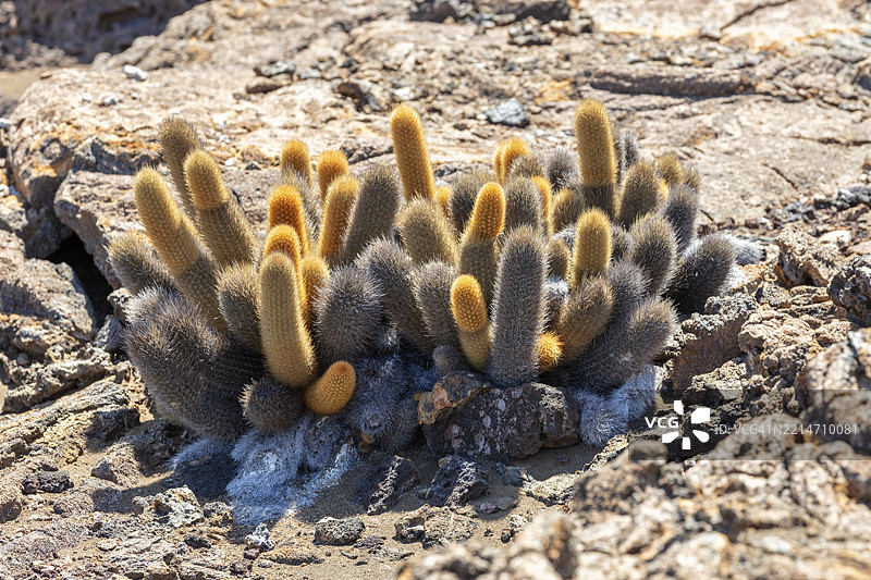巴哈基塞鲁斯·内西奥提库斯（仙人掌科），巴托洛梅岛，厄瓜多尔，加拉帕戈斯，南美洲图片素材