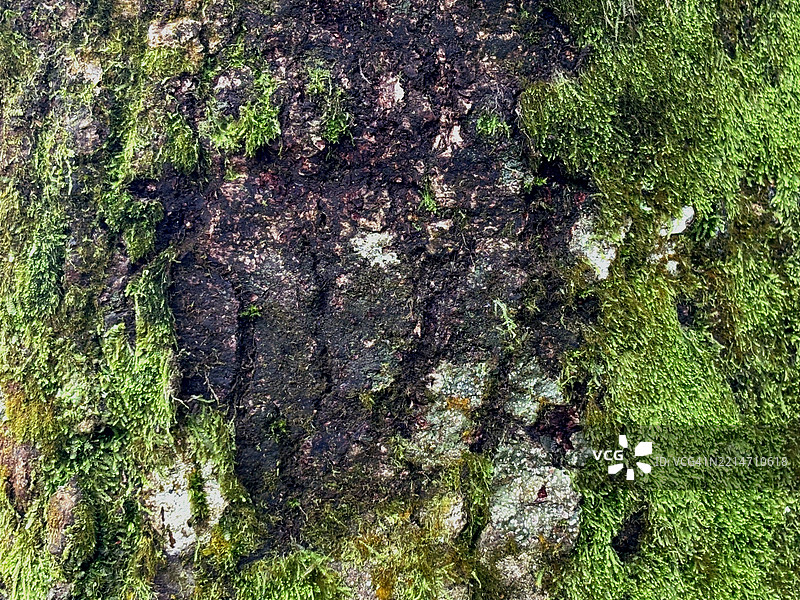 树干纹理上覆盖着绿色苔藓图片素材