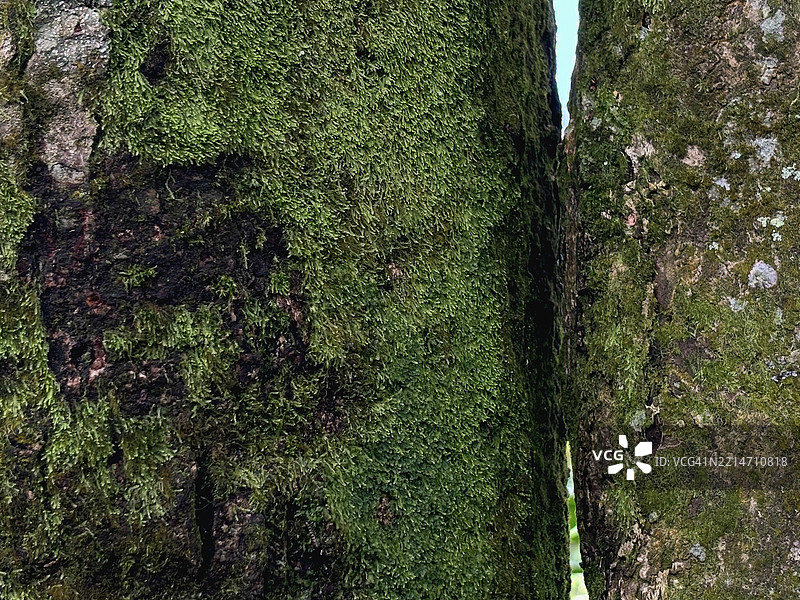 树干的纹理细节图片素材