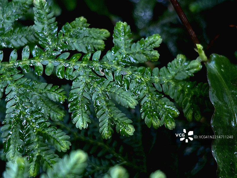 山上发现的绿色叶子的肖像图片素材