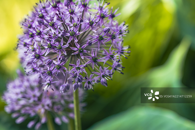春季花园中的野蒜花图片素材