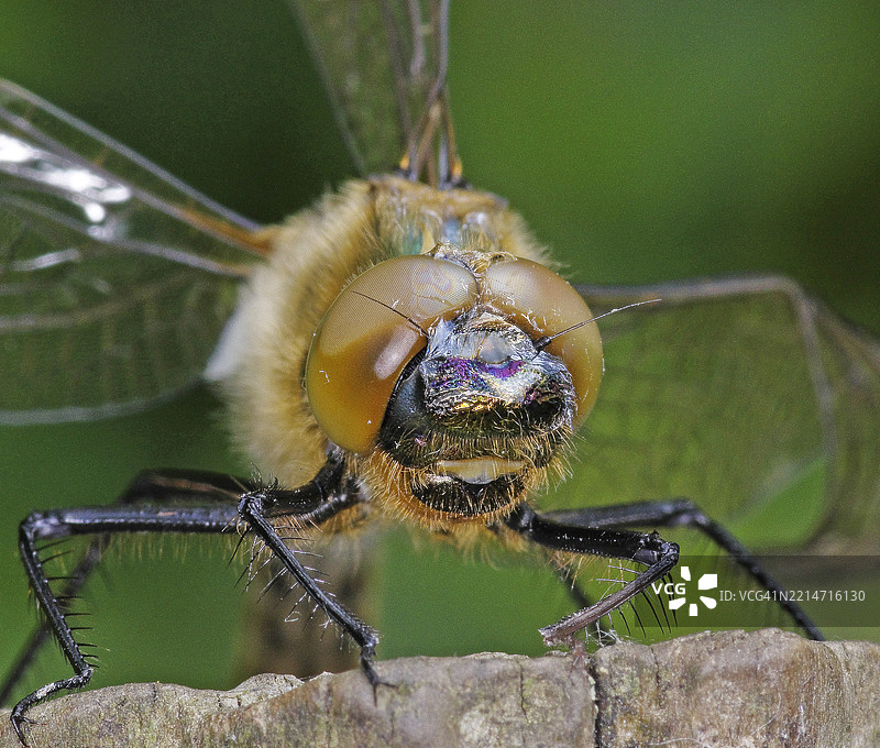 光翅绿蜻蜓 [Cordulia aenea]图片素材