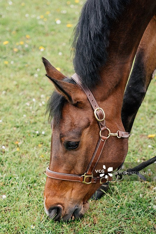 一匹棕色马在吃草时的头部特写图片素材
