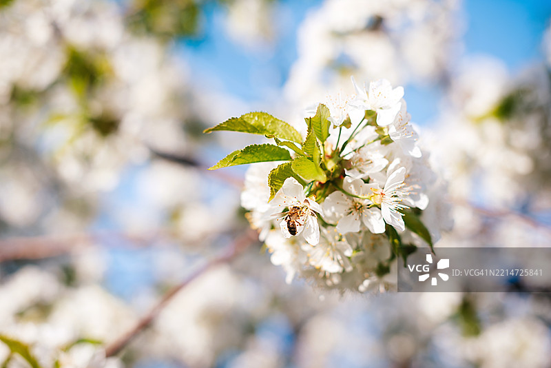蜜蜂特写，正在从花朵中采集花粉。夏季和春季背景，樱花。图片素材