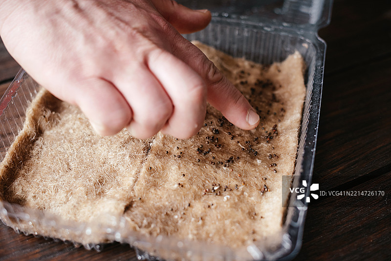 种植种子。窗台上的园艺。微型绿苗图片素材