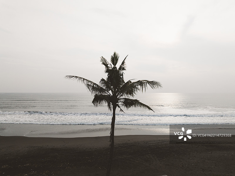 孤独的棕榈树矗立在黑沙滩的边缘，阳光明媚的日子里用无人机拍摄，巴厘岛，印度尼西亚图片素材