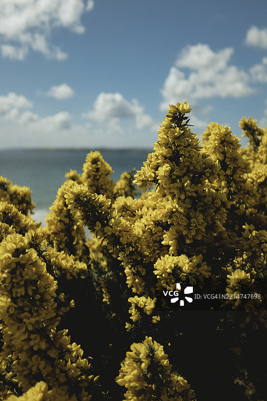 野生荆豆图片素材