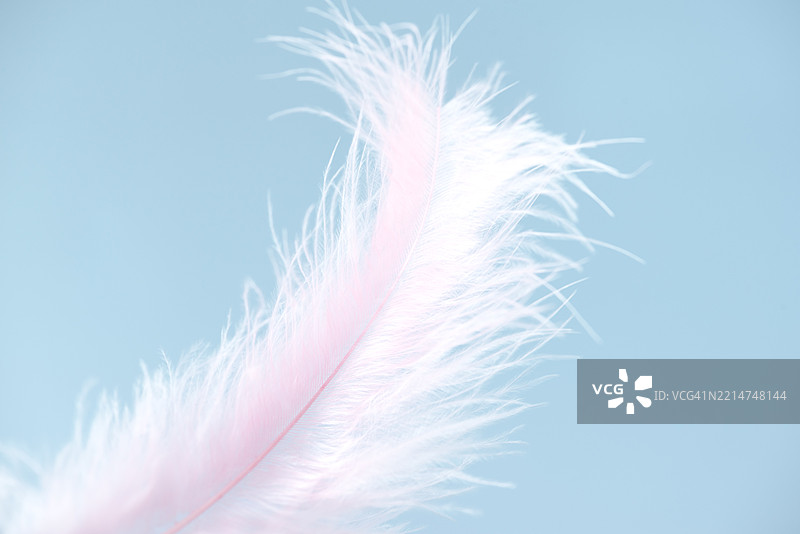 柔和蓝色背景下的精致粉色羽毛散发着宁静气息图片素材