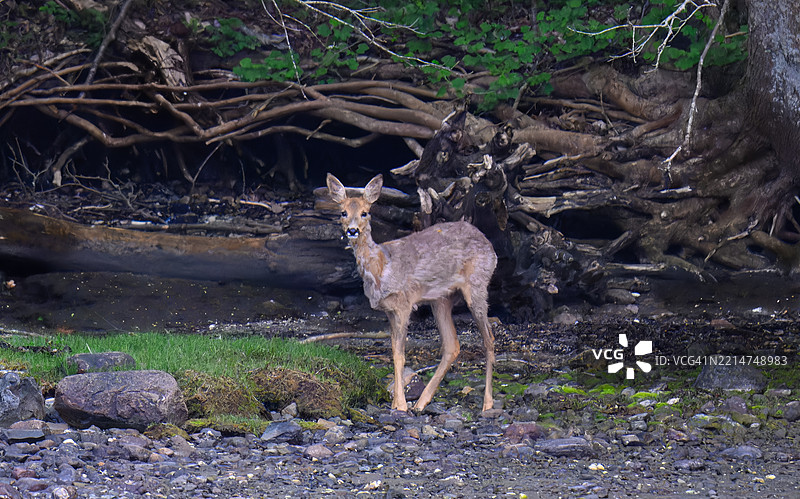 这只鹿正在脱毛，看起来不太好，但很快她就会恢复美丽。图片素材