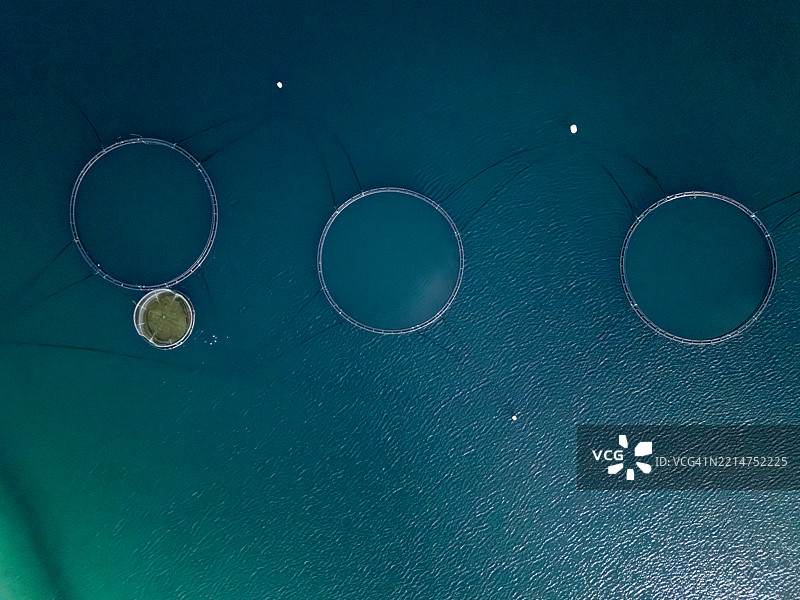 海洋中鲑鱼养殖网的俯视图图片素材