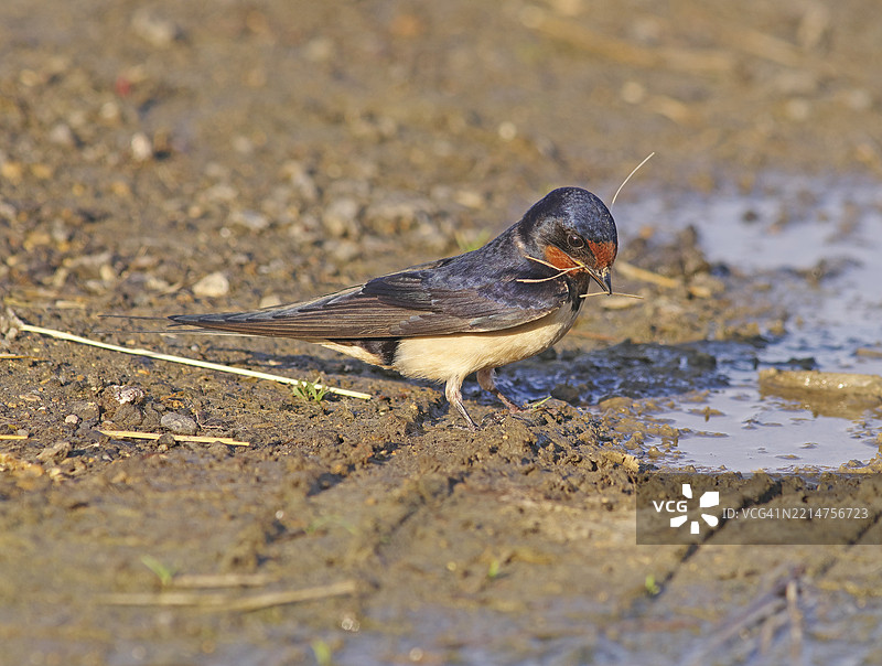燕子 [Hirundo rustica]图片素材