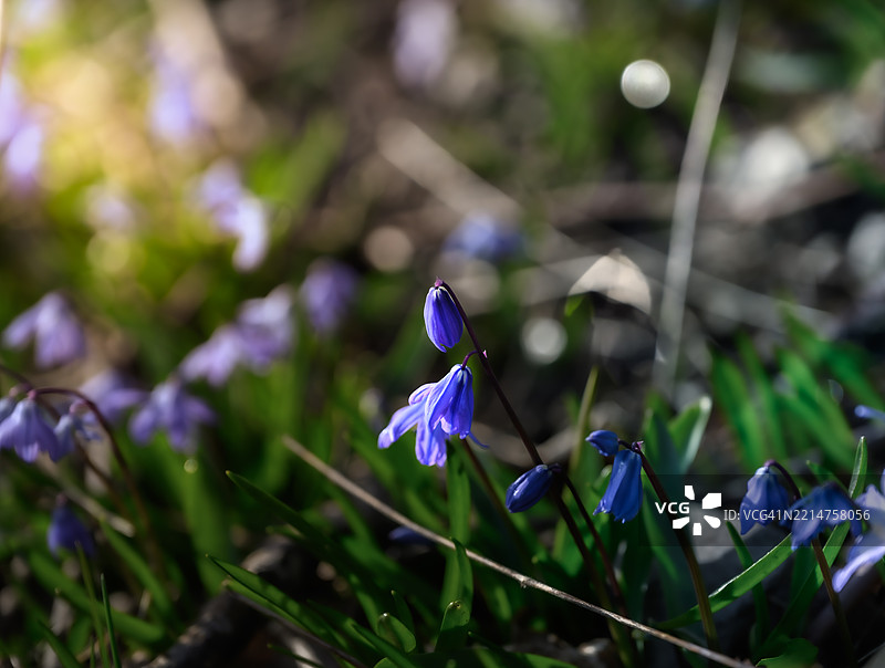 森林地面上的美丽蓝色花朵图片素材