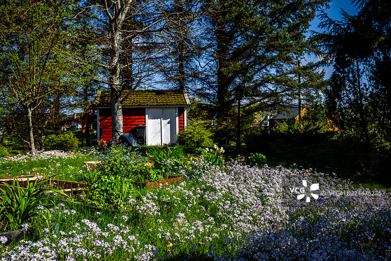 忽视花园让蜜蜂非常快乐图片素材