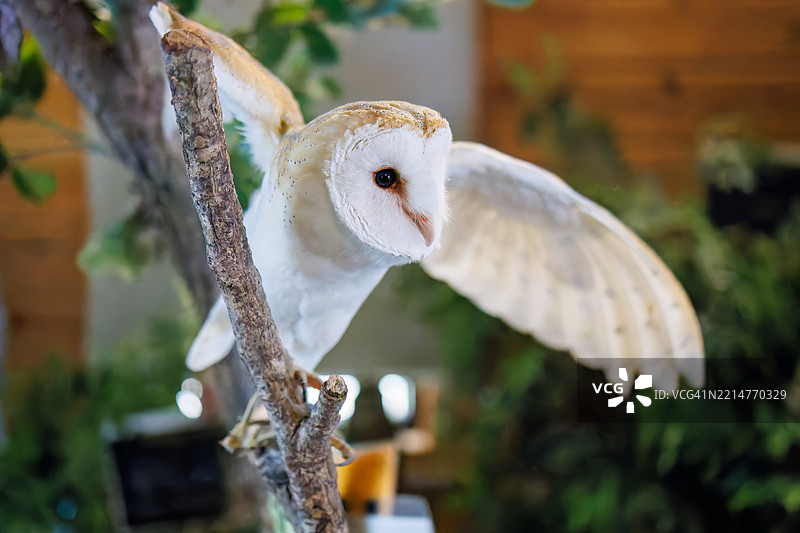 仓鸮，学名Tyto alba。图片素材