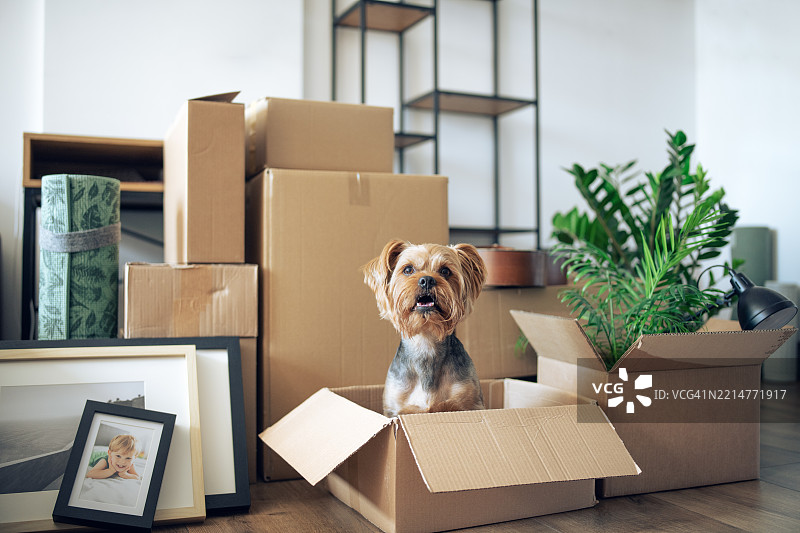 可爱的狗狗在搬家日时坐在纸箱里。图片素材