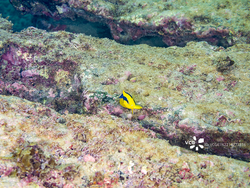 双色天使鱼，Centropyge bicolor 幼鱼。图片素材