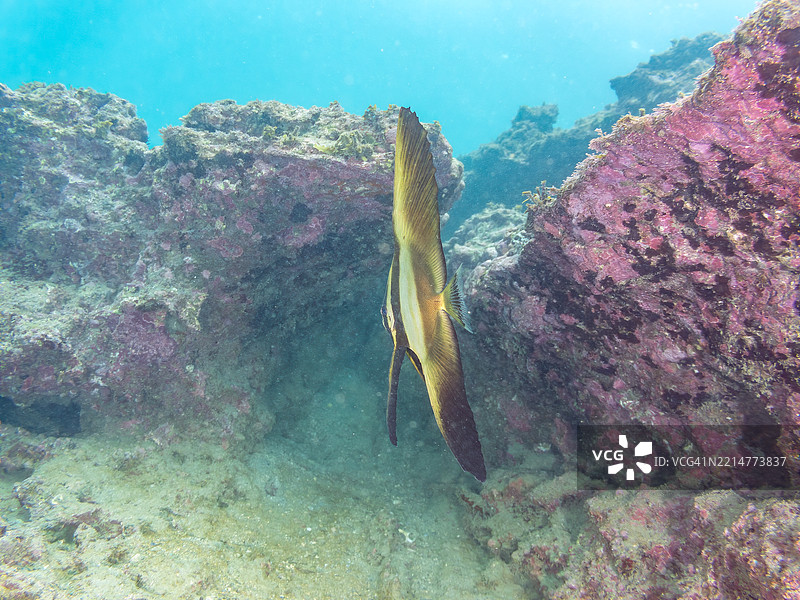 金色铲鱼(Platax boersii)幼鱼。一群美丽的斑点鳃红雀鱼(Ostorhinchus notatus)和其他鱼类在水下洞穴中游弋。图片素材