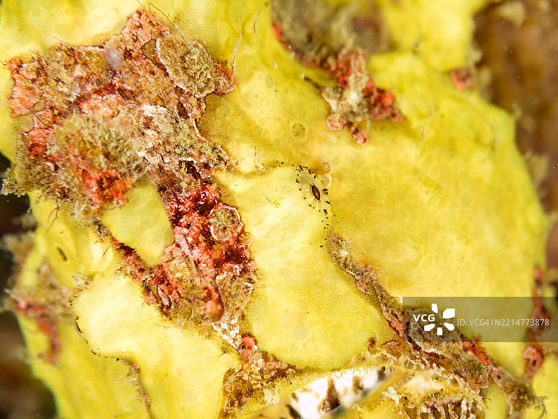 彩绘蛙鱼（Antennarius pictus），它在海绵上。图片素材