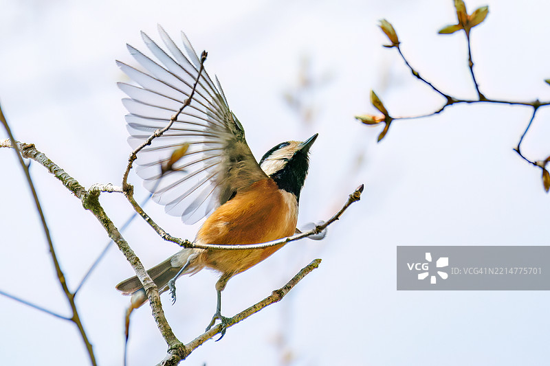 斑胸雀（Sittiparus varius）鸟。图片素材
