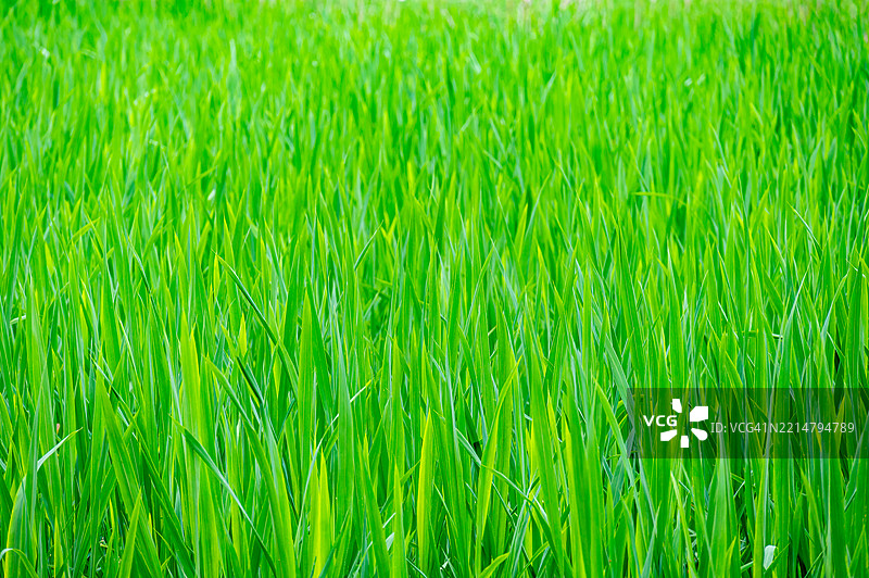 中国桂林的绿色田野图片素材