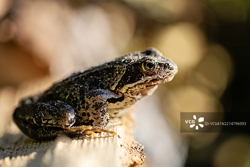 青蛙特写镜头图片素材