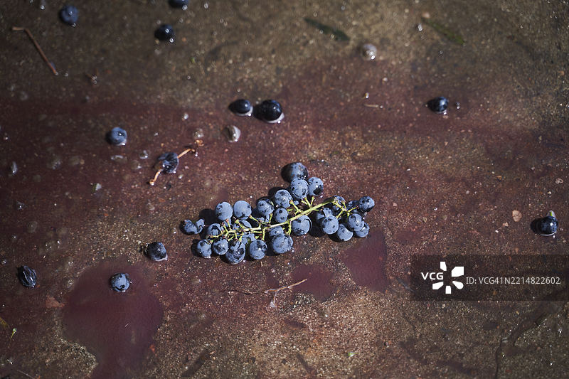 一堆葡萄在地上图片素材