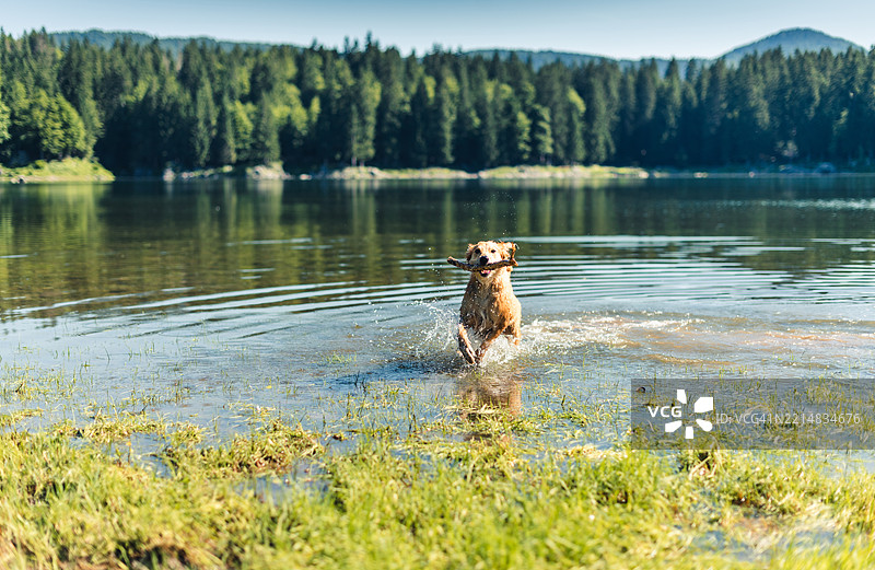 草地上的金毛寻回犬肖像图片素材