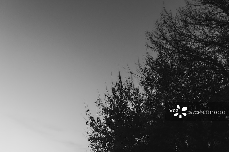 阴暗而忧郁的树木在渐变的天空中形成剪影图片素材