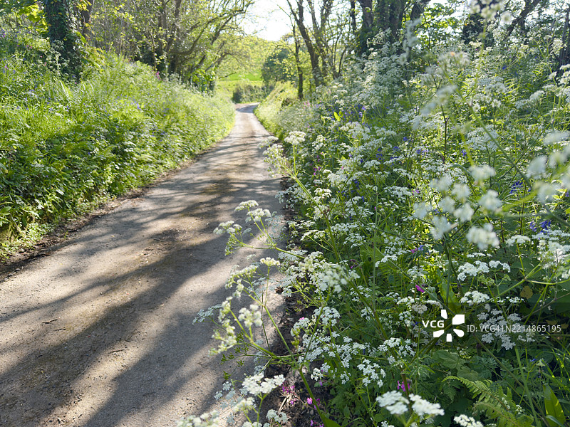 乡间小路旁的灌木花卉图片素材