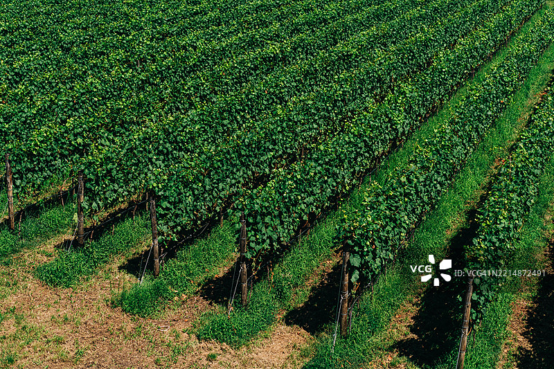 风景如画的农业景观中的郁郁葱葱的葡萄园行列图片素材