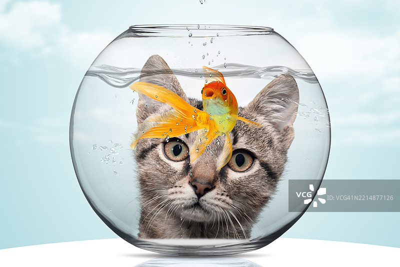 猫咪在鱼缸里看金鱼图片素材