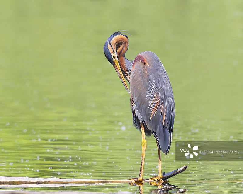 紫鹭（Ardea purpurea），站在水中的树枝上，梳理羽毛，野生动物，鸟类，鹭，稀有繁殖鸟，候鸟，瓦赫瑟尔，巴登-符腾堡，德国，欧洲图片素材