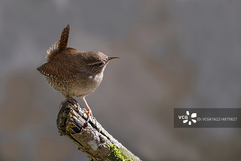 鹪鹩（Troglodytes troglodytes），栖息在树枝上，库德勒峡谷，库德尔，蒂罗尔，奥地利，欧洲图片素材