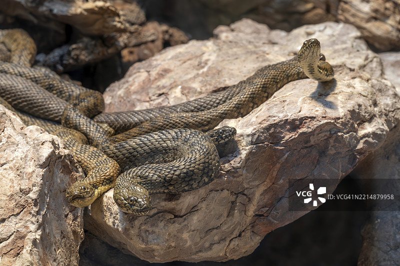 阿斯库拉皮安蛇（Zamenis longissimus），阿尔卑斯动物园，因斯布鲁克，蒂罗尔，奥地利，欧洲图片素材