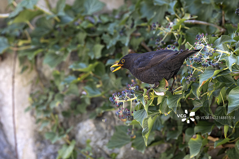 黑鸫（Turdus merula），雄性，正在吃常春藤的浆果，斯坦斯，蒂罗尔，奥地利，欧洲图片素材