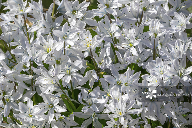 普什金尼亚蓝草（Scilia puschkinioides），施瓦茨，蒂罗尔，奥地利，欧洲图片素材