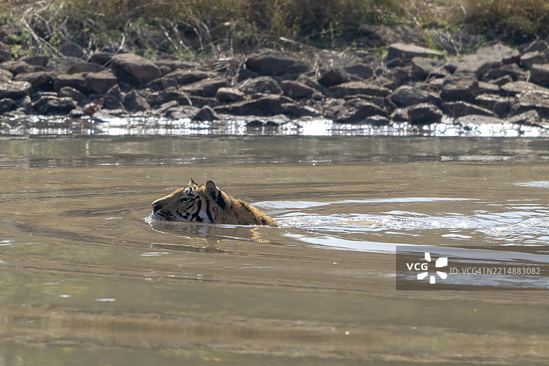 老虎（美洲虎属），孟加拉虎或印度虎，大型猫科动物（豹亚科），食肉动物（食肉目），高度濒危，在水中洗澡，萨图拉国家公园，虎保护区，中央邦，帕奇马尔希生物圈保护区，印度，亚洲图片素材