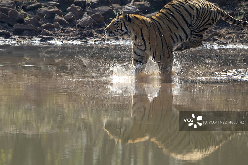 老虎(Panthera tigris),孟加拉虎或印度虎,大型猫科动物(Pantherinae),食肉动物(Carnivora),高度濒危,跳入水中,萨图拉国家公园,虎保护区,中央邦,帕奇马尔希生物圈保护区,印度,亚洲图片素材