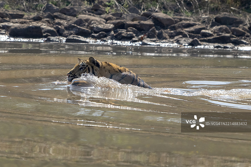 老虎(美洲虎属),孟加拉虎或印度虎,大型猫科动物(豹亚科),食肉动物(食肉目),高度濒危,在水中洗澡,萨图拉国家公园,虎保护区,中央邦,帕奇马尔希生物圈保护区,印度,亚洲图片素材