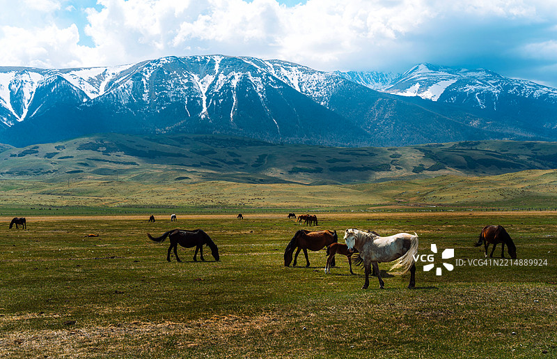 一群马位于哈萨克斯坦东部的阿尔泰山脚下，高耸的山脉上覆盖着白色的山峰，群体中央有一匹白马。图片素材